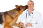 Pellicules chez le chien - Causes & Aide