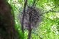 Ville Crows construire des nids Sur Cintres