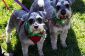 764 chiens dans bandanas battu un record du monde ce week-end