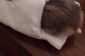 Hamster Steals cas de l'iPhone pour l'utiliser comme un sac de couchage de Tiny
