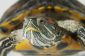 Que manger Rotwangenschildkröten?  - Des informations intéressantes