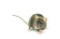Des rats femelles nom - trouver un nom créatif