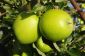 Vert pomme - les produits amincissants hypocaloriques