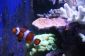 Gardez les poissons d'eau salée dans l'aquarium - que vous devez être conscient