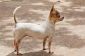 Frais de licence pour chien Chihuahua - de sorte que vous pouvez trouver sur le coût
