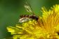Différence de vertébrés et d'insectes - tout simplement expliqué