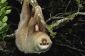 Anniversaire Sloth: il n'y a rien sur la planète qui fait de moi ce Excité.  Rien.