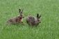 Espèces Hare - ils diffèrent lapin, les rongeurs et les lapins