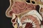 Superbes anatomique Cross-Sections en papier par Lisa Nilsson