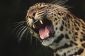 Dents de Leopard - d'information