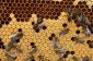 Les abeilles et l'acide formique - conseils pour la manipulation correcte