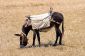 Différence entre mule et mules - pour les laïcs a simplement expliqué