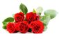 5 roses - l'importance des nombres dans le langage des fleurs
