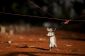 Les rats renifleurs Détecter les mines antipersonnel et la tuberculose au Mozambique