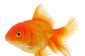 Goldfish - créer les conditions propices à la propagation