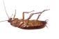 Cockroach en Allemagne - des informations intéressantes sur les espèces indigènes