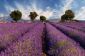 Les champs de lavande de Provence - Conseils de voyages