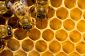 Les abeilles traitées avec droit oxalique - conseils pratiques