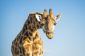 La girafe et leurs sons - enseignement