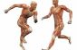 noms musculaires - les 9 muscles les plus importants de l'homme