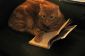 10 chats qui ont un amour pour les livres Bigger Than Me