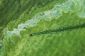 Floraison d'algues toxiques sur le lac Érié
