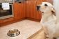 Des exemples de conditionnement classique: le chien de Pavlov - une explication