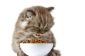 Aliment complet pour chats - Conseils pour les chats alimentaires saines