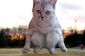Rencontrez le chat qui a causé une épopée, la bataille Photoshop en ligne
