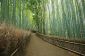 Sagano Bamboo Forest à Arashiyama, Kyoto