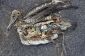 Attristant Images de Dead Sea Birds avec du plastique dans leur estomac