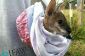L'Australie a suffisamment de mitaines de koala, mais maintenant ils ont besoin de poches kangourou de bébé