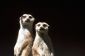 Meerkats - clés de la réussite de maquillage