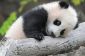 Serrant pandas pour vivre (et d'autres offres d'emploi de rêve)