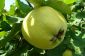 Pris le fruit à pépins sous le microscope - teneur en vitamine d'Apple