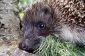 Hedgehog hibernation - aussi longtemps qu'il le faudra