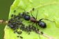Que manger des fourmis?  - Pour en savoir plus sur ces insectes