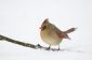 Quels sont les inconvénients de l'oiseau nourrir en hiver?  - En savoir plus