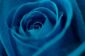 Signification: Bleu Roses - informatif