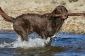 Labrador Caniche race mixte - sachant à propos de l'attitude et de la manutention