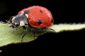Beetle: utilisation Aide en ligne - comment cela fonctionne: