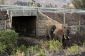 Première Elephant Underpass de l'Afrique
