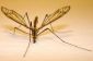 Les moustiques peuvent piquer ou mordre?  - Notes