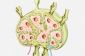 Quels sont les ganglions lymphatiques?