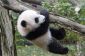 Ultra Cute Debut Bébé Panda