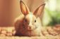 Joyeux Samedi!  Voici quelques petits lapins magiques pour poser vos yeux sur.