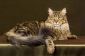 Top 10 Cutest Races de chat dans le monde en 2014-15