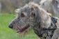 Wolfhound - les courses individuelles un coup d'oeil
