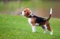 Loisirs des Beagles - donc il vont travailler avec l'attitude
