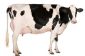 Cow - poids, l'âge et d'autres informations sur le bétail